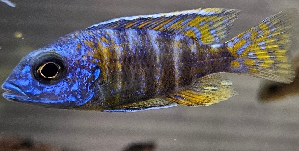 Cichlidés Aulonocara stuartgranti Malawi, Poisson, Poisson d'eau douce