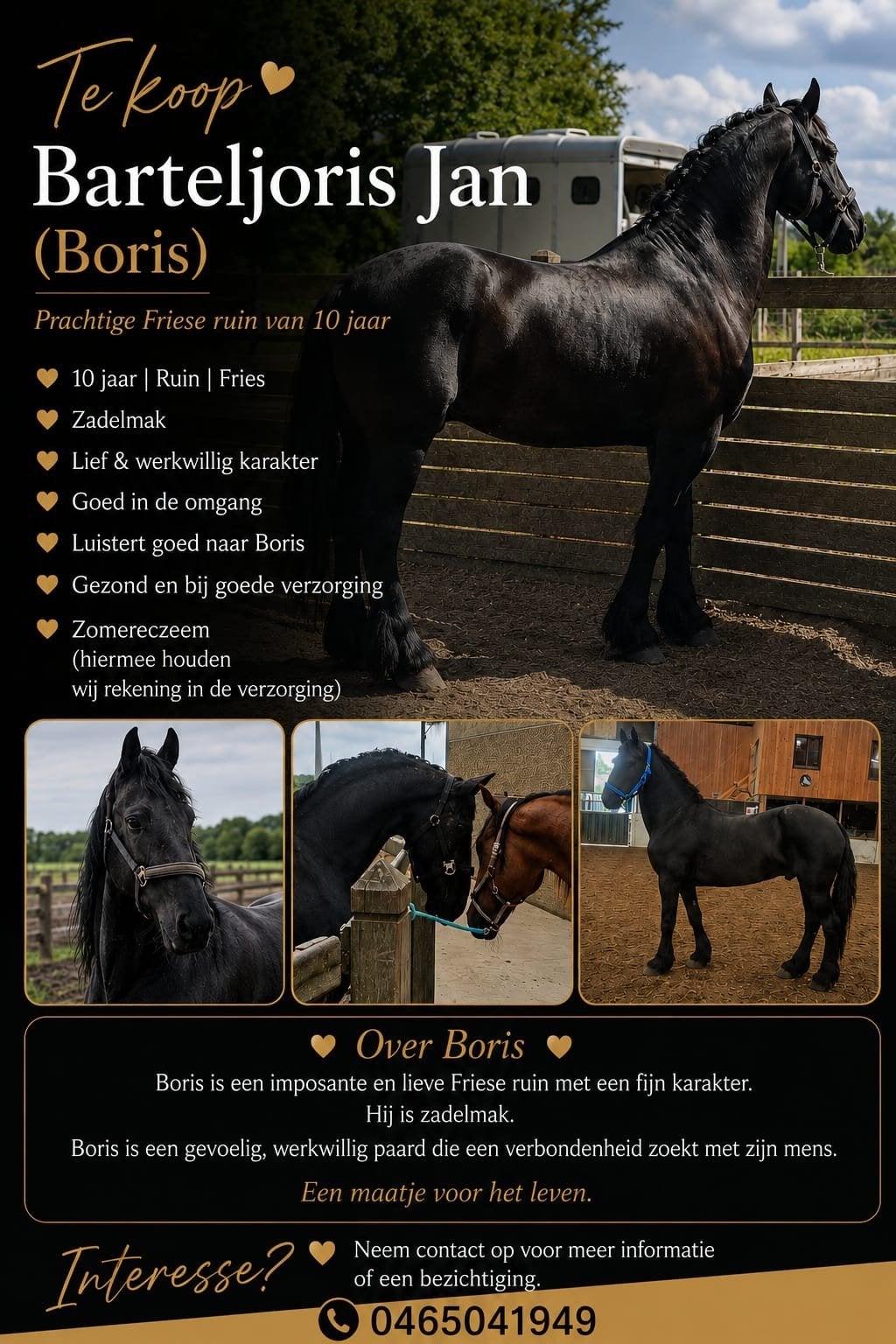 fries paard zoekt 4 ever home, Dieren en Toebehoren