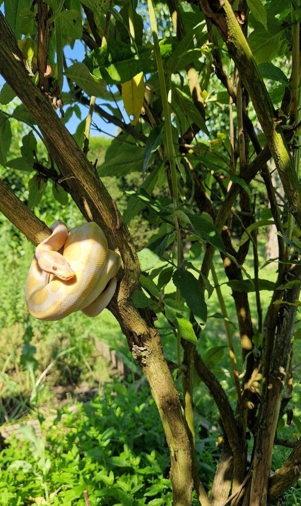 Python regius albinos, Dieren en Toebehoren, Reptielen en Amfibieën, Slang, Met terrarium, 0 tot 2 jaar