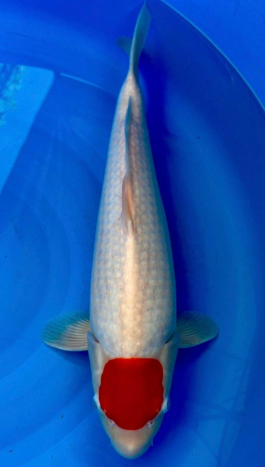 Tancho, Dieren en Toebehoren, Vissen | Vijvervissen, Karper of Koi