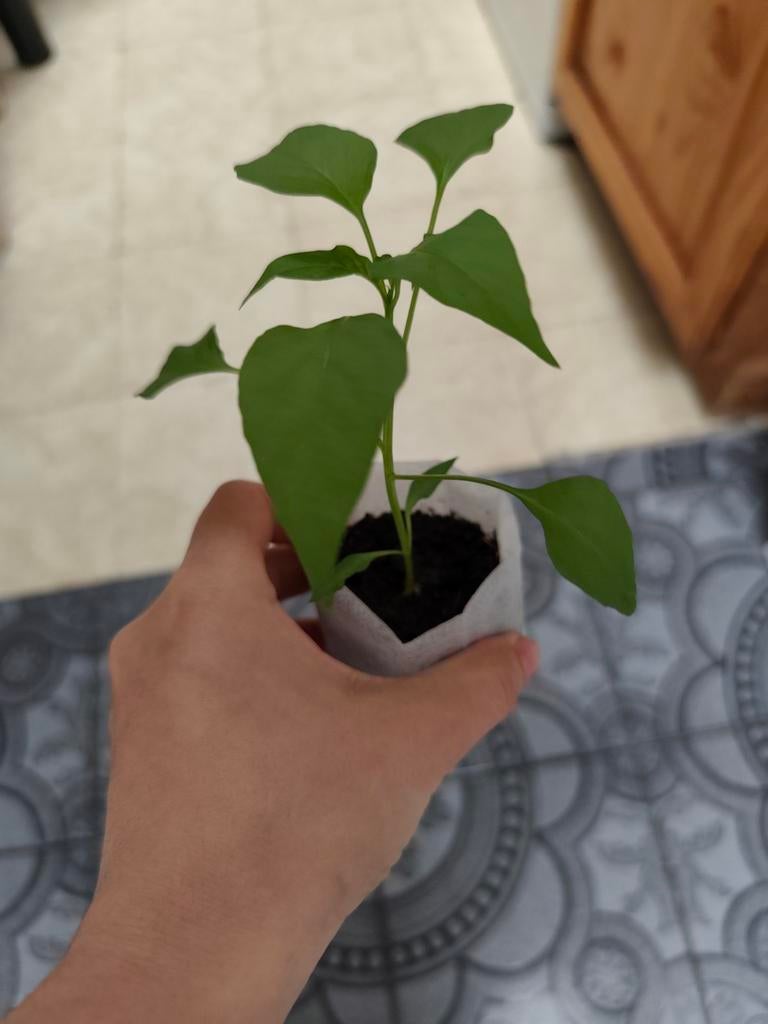Aci Kil | Peper Planten, Tuin en Terras, Ophalen