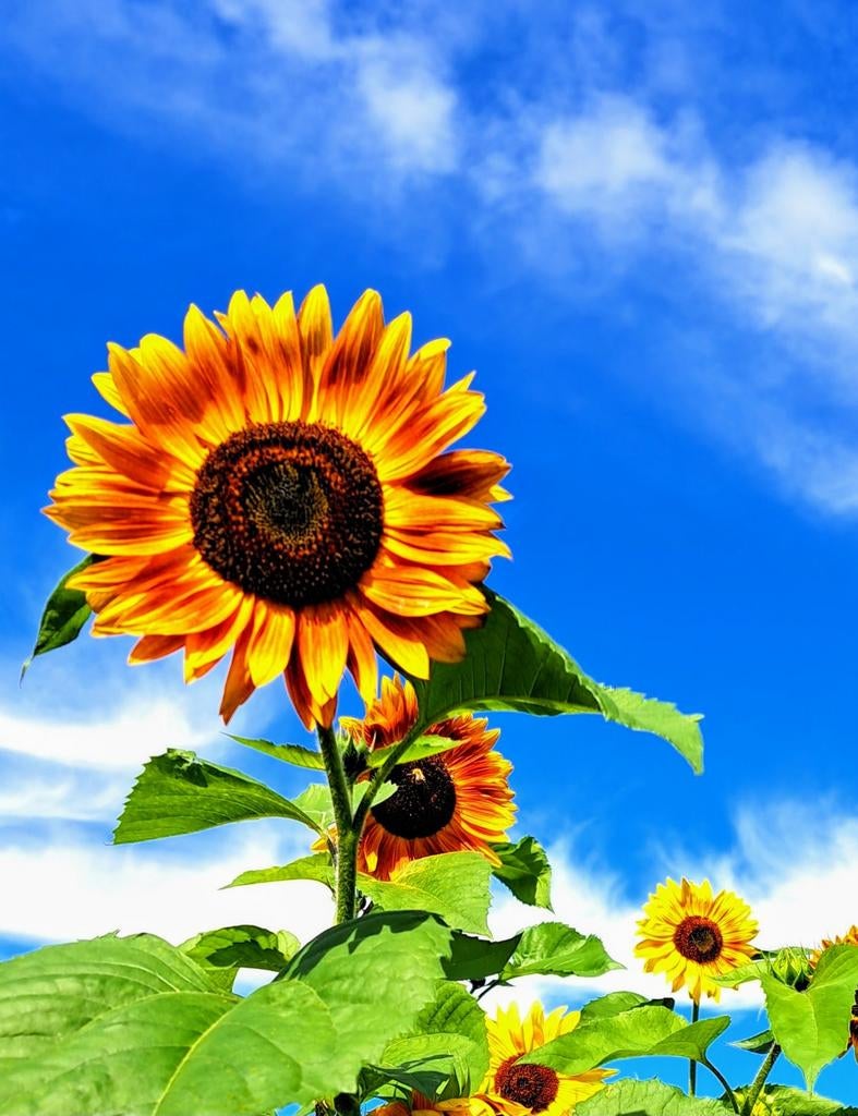 Graines de tournesol de différentes couleurs 50pcs 10€, Enlèvement ou Envoi