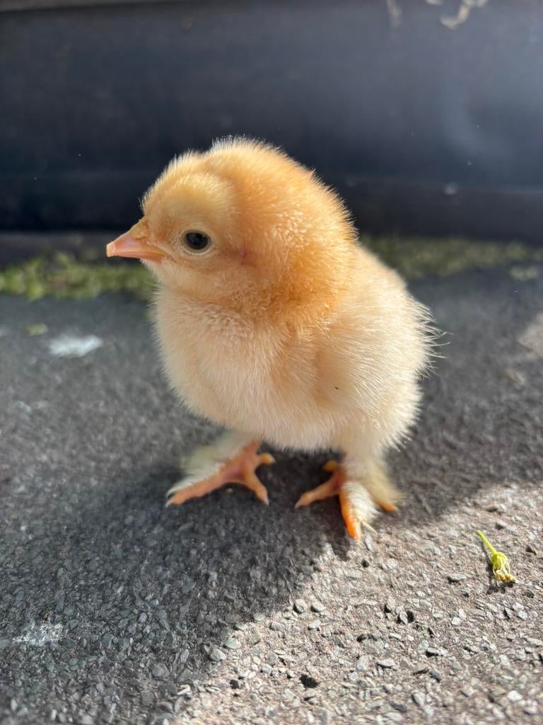 Kuikentjes van de Cochin Buff groothoender kip., Animaux & Accessoires, Volatiles, Poule ou poulet