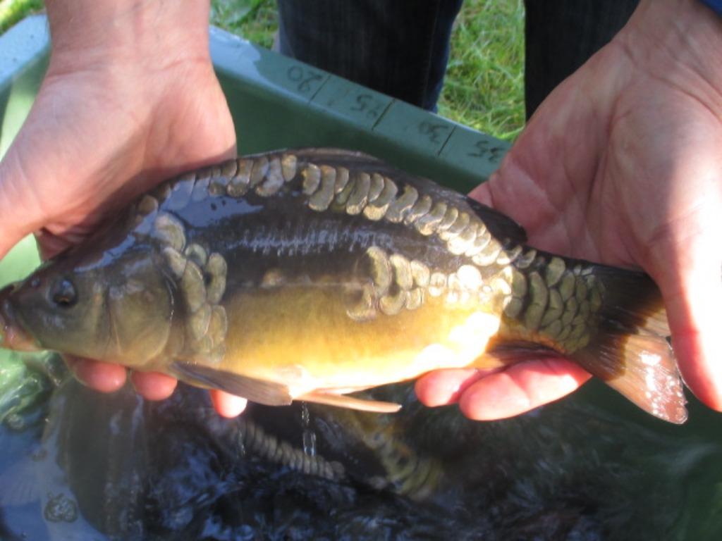 Carpes miroir de 35/50 cm à partir de 15 €/pièce, Animaux & Accessoires, Poissons | Poissons d'étang, Carpe ou Koï