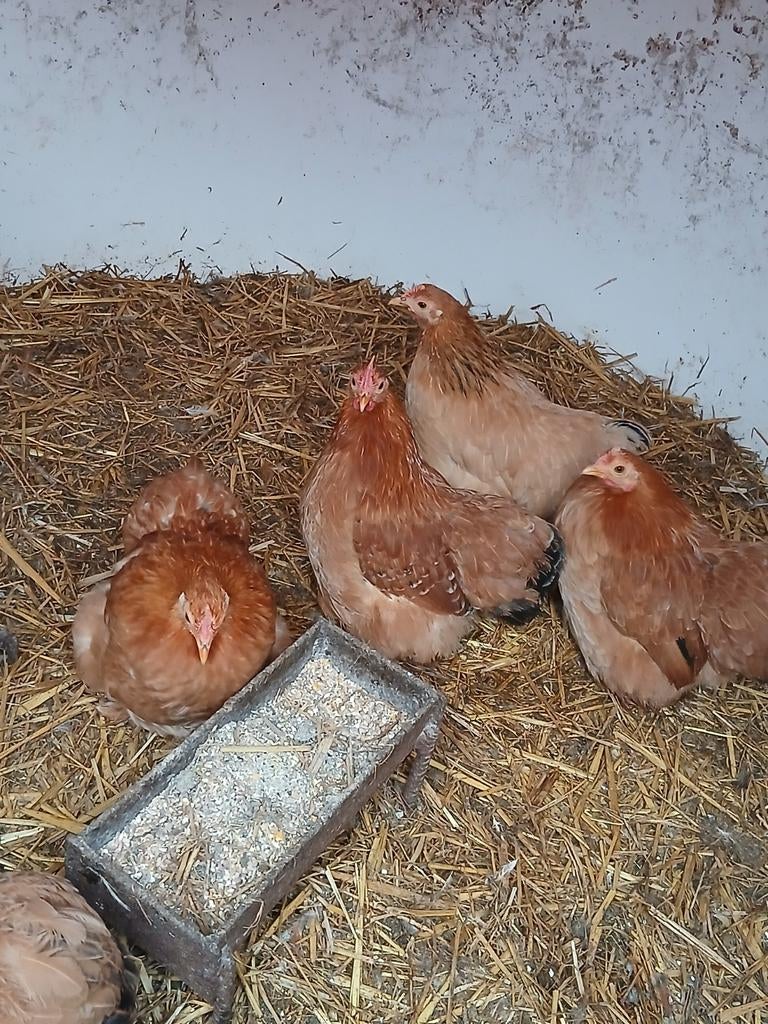 Cochin kriel hennen, Vrouwelijk, Kip