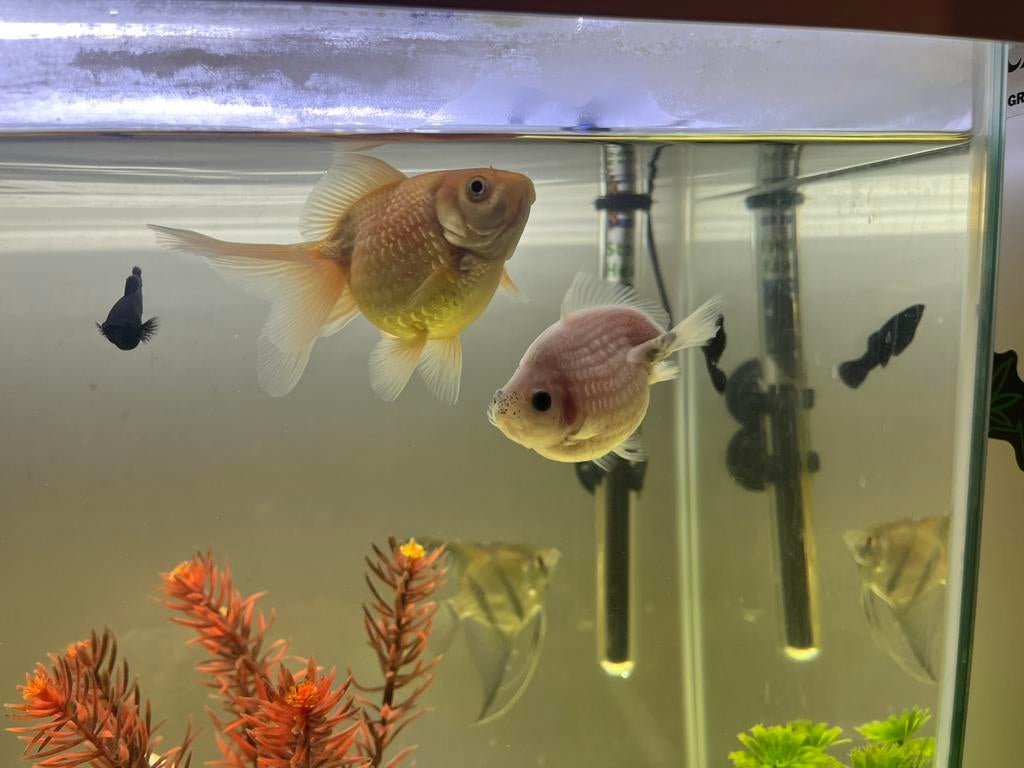 Poisson rouge à écailles nacrées