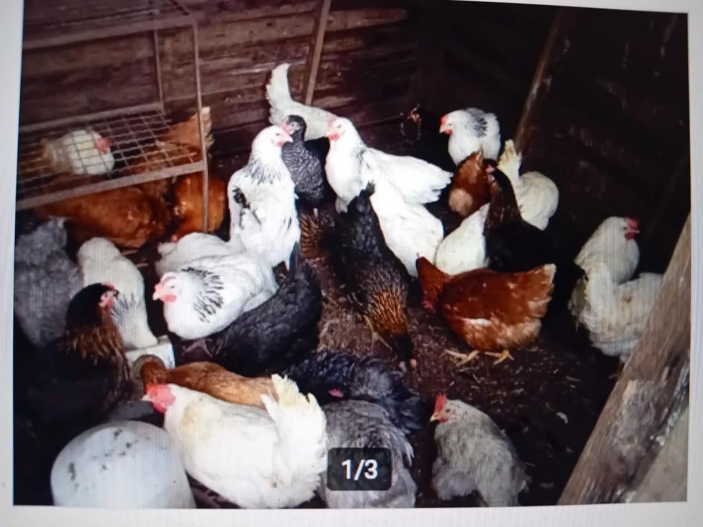 Poules pondeuses
