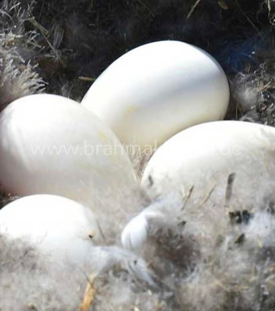 Ganzeneieren broedeieren !, Meerdere dieren, Gans of Zwaan