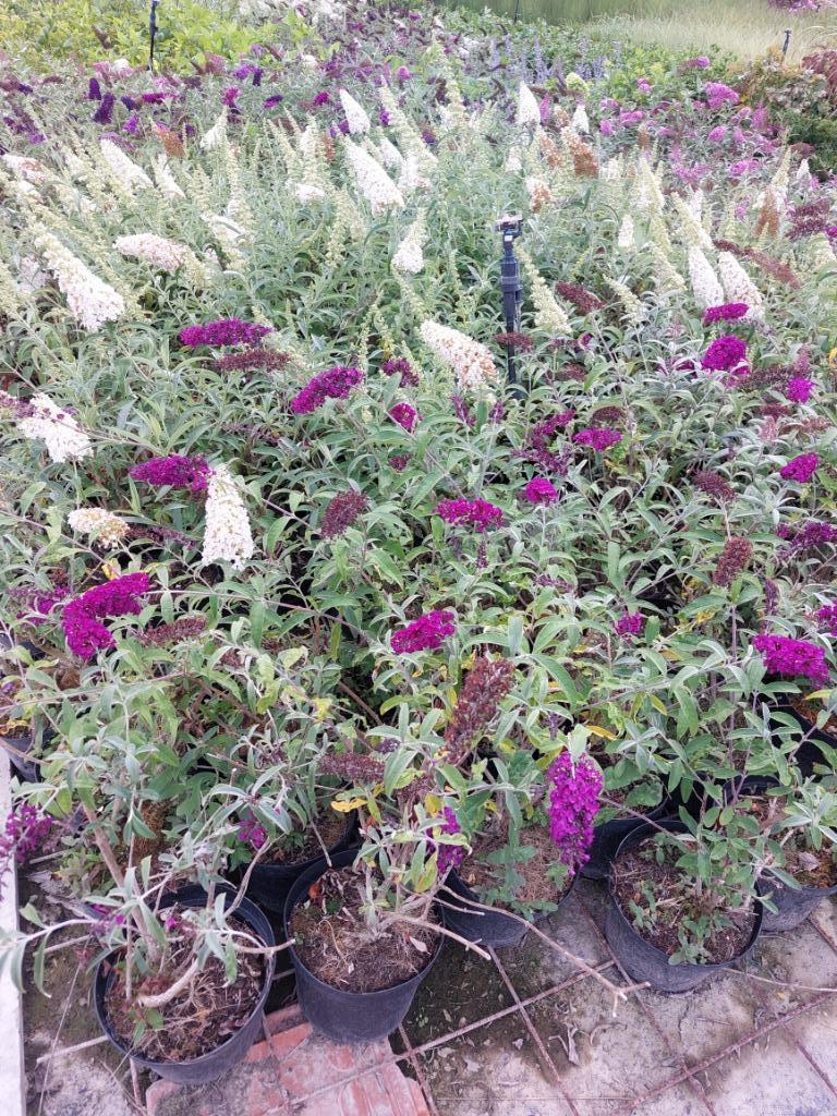 Vlinderstruik/ Buddleja davidii, Tuin en Terras, Planten | Struiken en Hagen, Struik, Vlinderstruik, Minder dan 100 cm, Ophalen