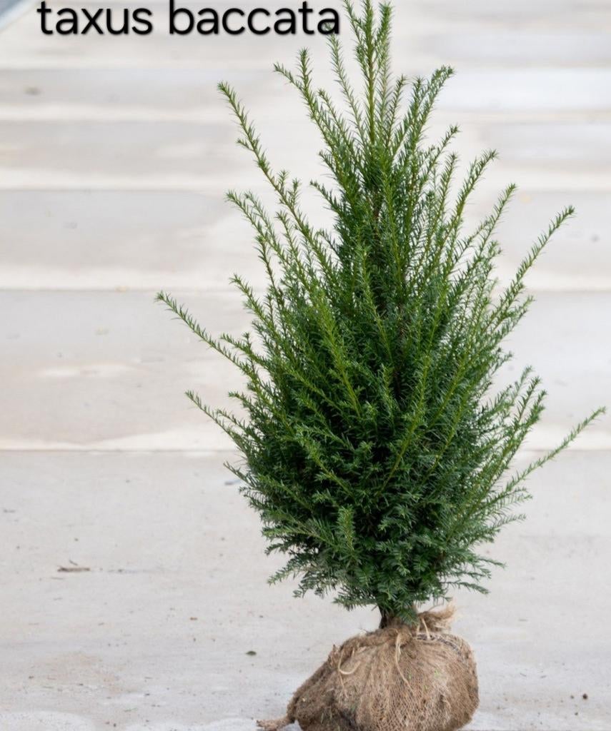 ‼️taxus baccata aan promoprijzen ‼️, Ophalen, Taxus