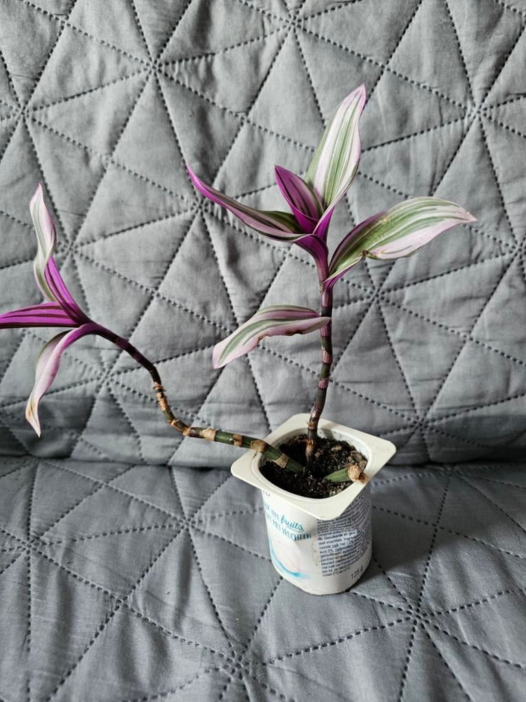 Tradescantia nanouk, Huis en Inrichting, Kamerplanten, Ophalen of Verzenden