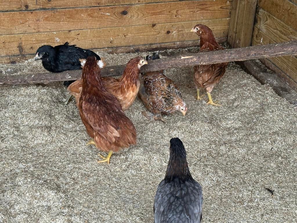 Araucana: jonge hennen