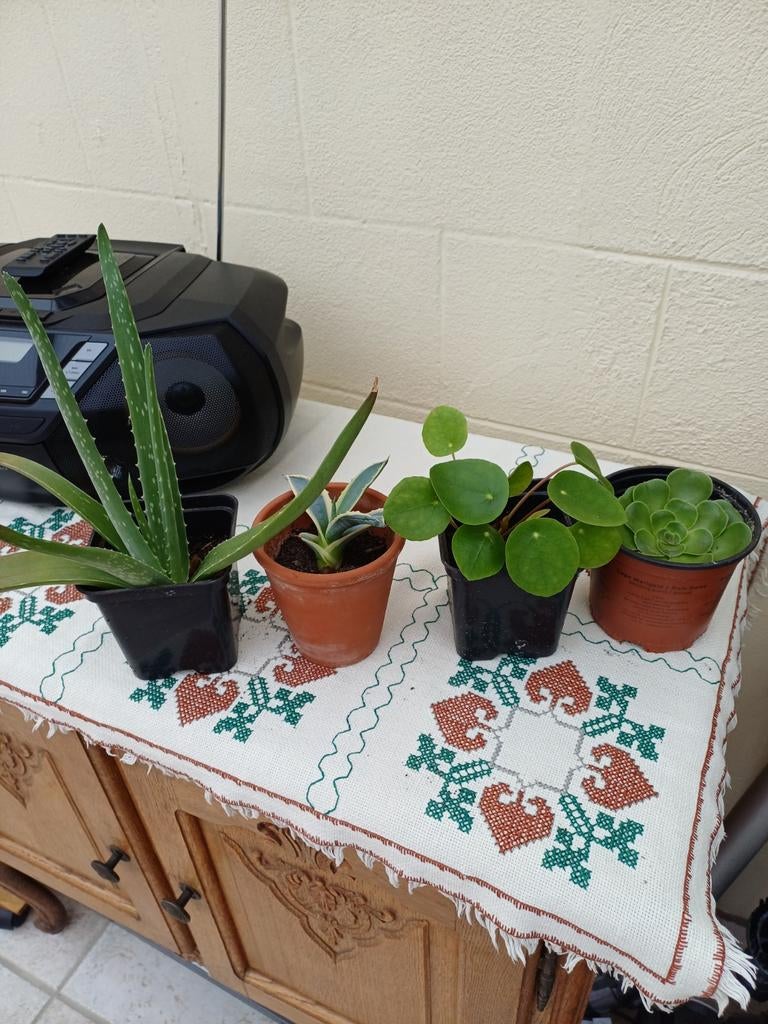 4 kleine plantjes te koop, Ophalen