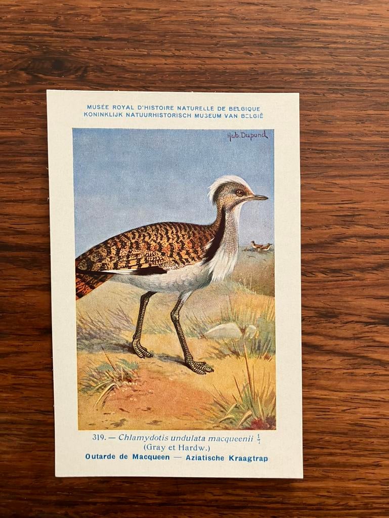 Vogels der Belgische Fauna Nr. 319 aziatische kraagtrap, Verzamelen, Postkaarten | Dieren, Ophalen of Verzenden, 1940 tot 1960