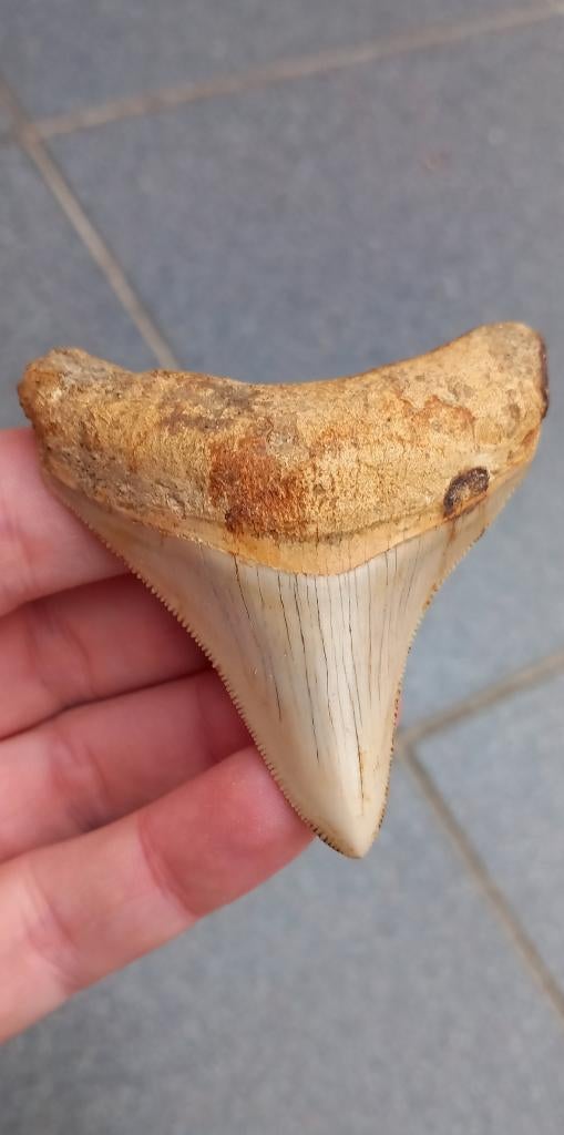 Megalodon haaientand fossielen, Ophalen of Verzenden, Fossiel