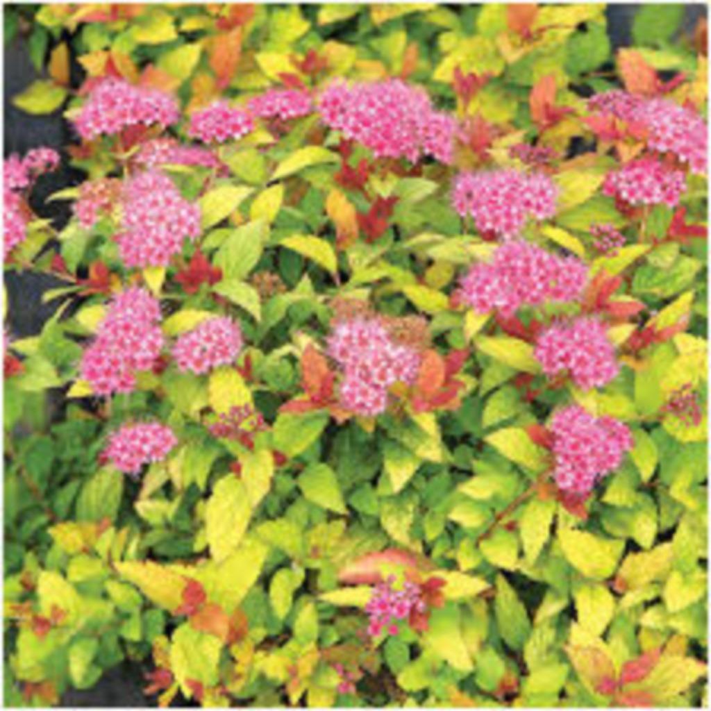 Spiree du japon, Jardin & Terrasse, Enlèvement