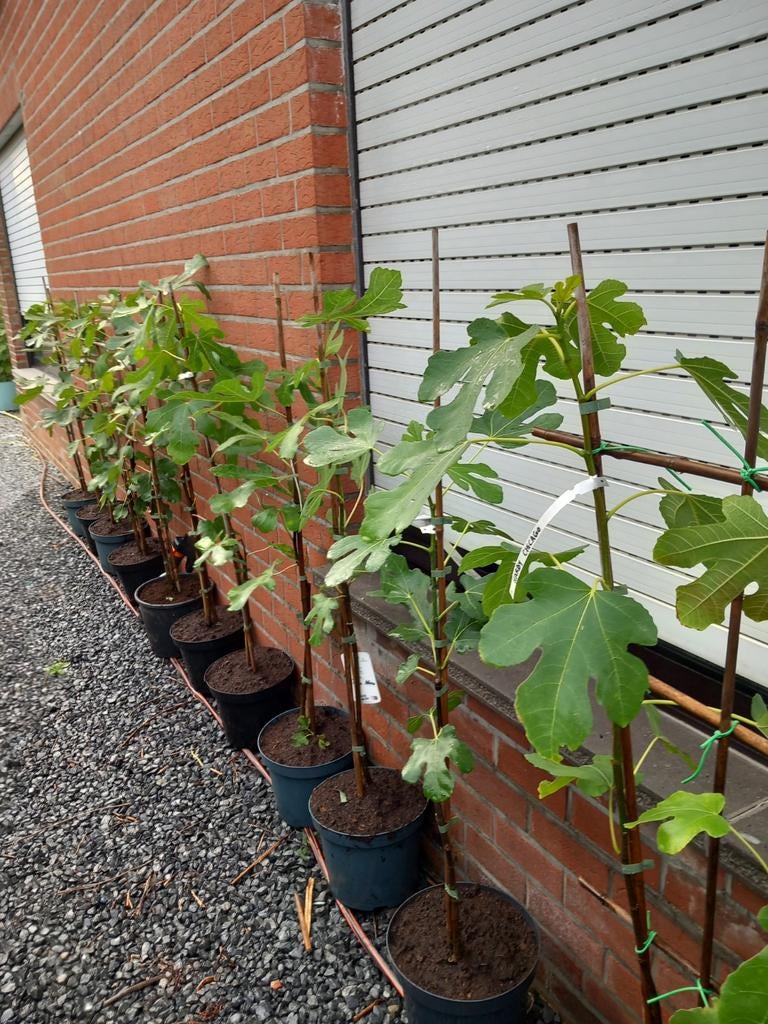 VIJGENBOOMPJES PRECOCE DE DALMATIË, +/- 1,5 meter, 15€/stuk, Tuin en Terras, Ophalen of Verzenden, Vaste plant, Fruitplanten, Volle zon