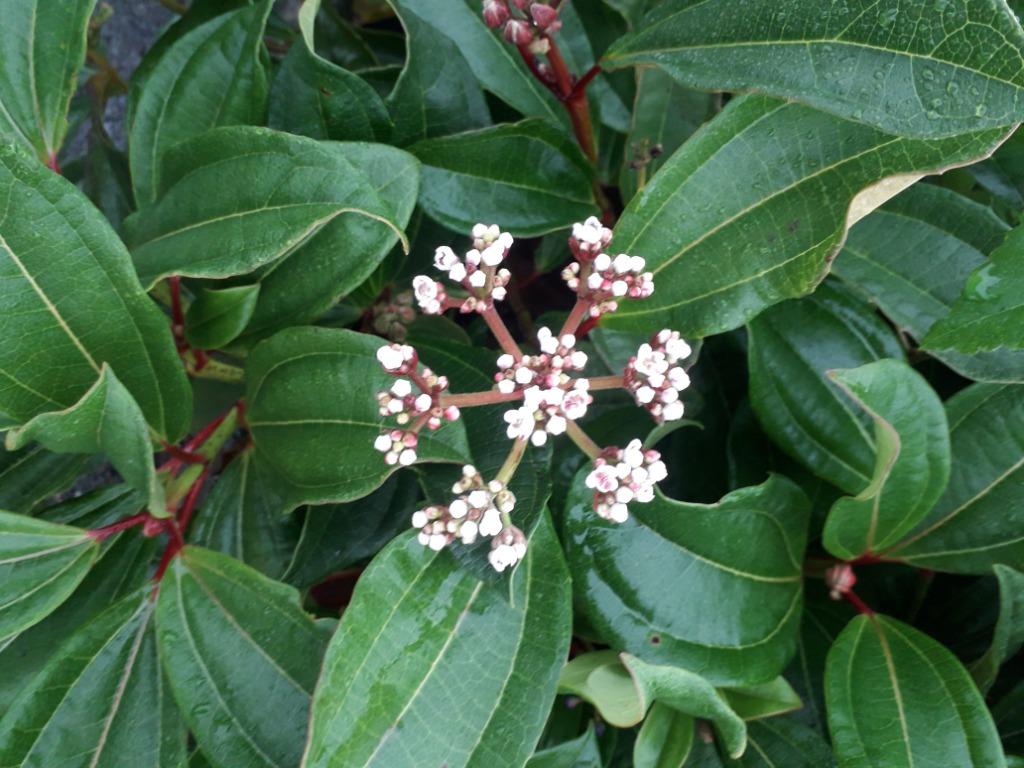 Viburnum davidii, Tuin en Terras, Planten | Tuinplanten, Ophalen, Winter