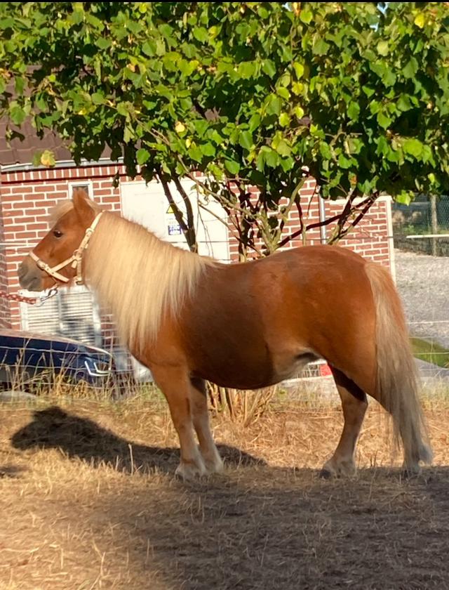 Magnifique jument shetland 12 ans, Jument
