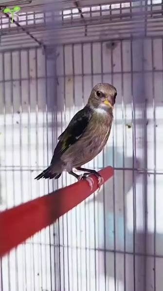 Zwarte putter, Dieren en Toebehoren, Mannelijk