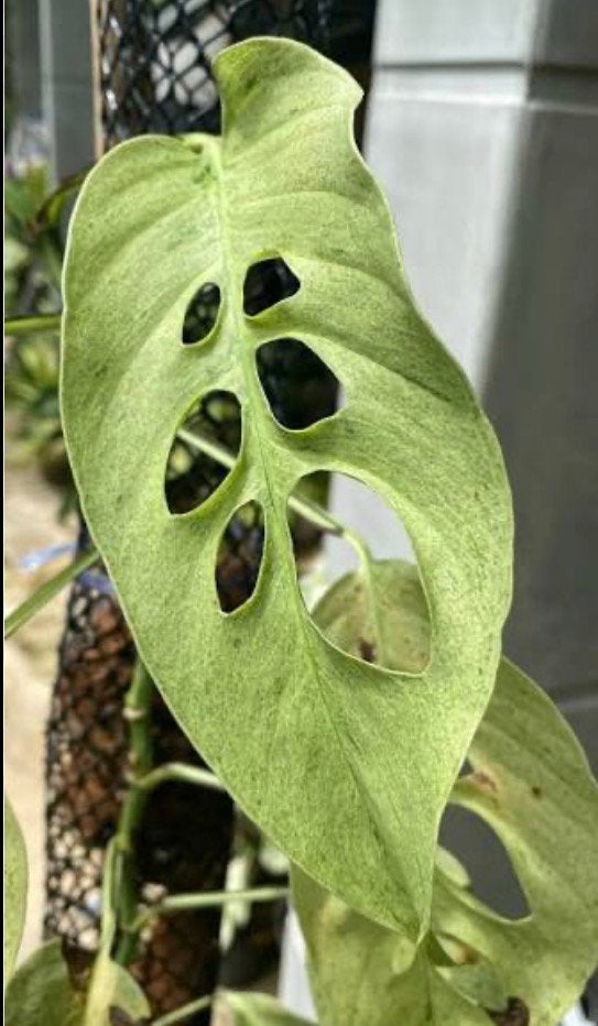 Monstera Laniata mint (narrow form), Overige soorten, Minder dan 100 cm, Groene kamerplant, Halfschaduw