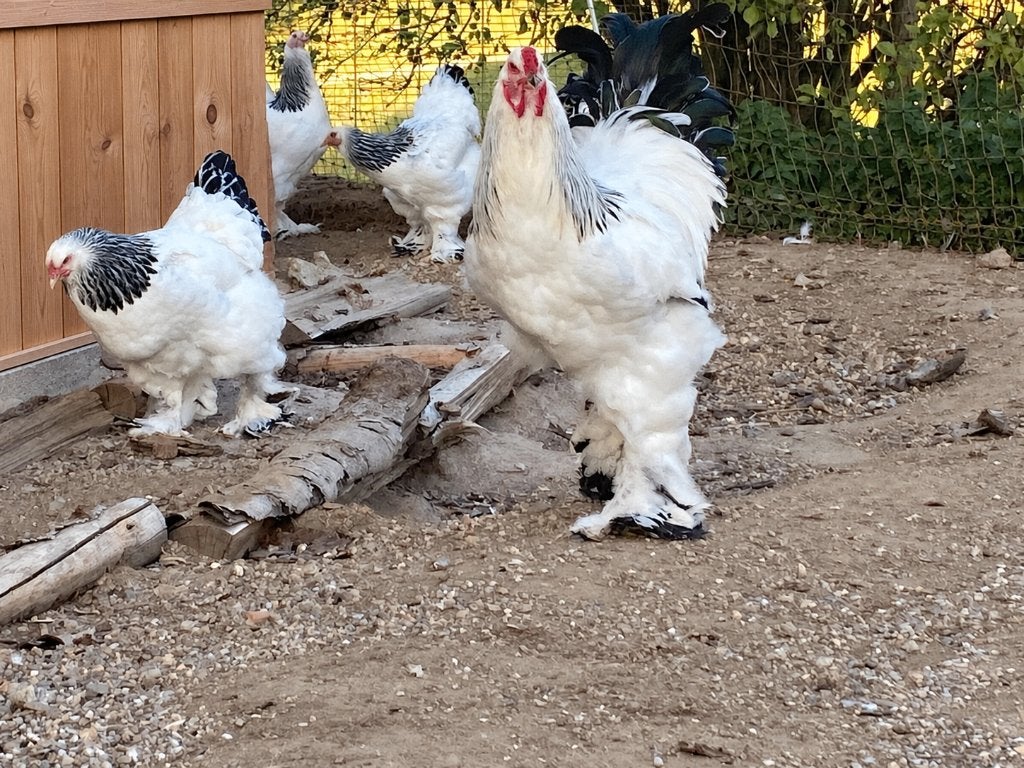 Oeufs Brahma fécondés à incuber herminé blanc noir, Animaux & Accessoires, Envoi, Neuf
