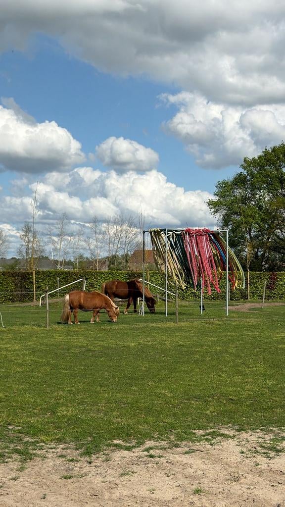 Weidemaatje shetlander pony, Dieren en Toebehoren, Ruin