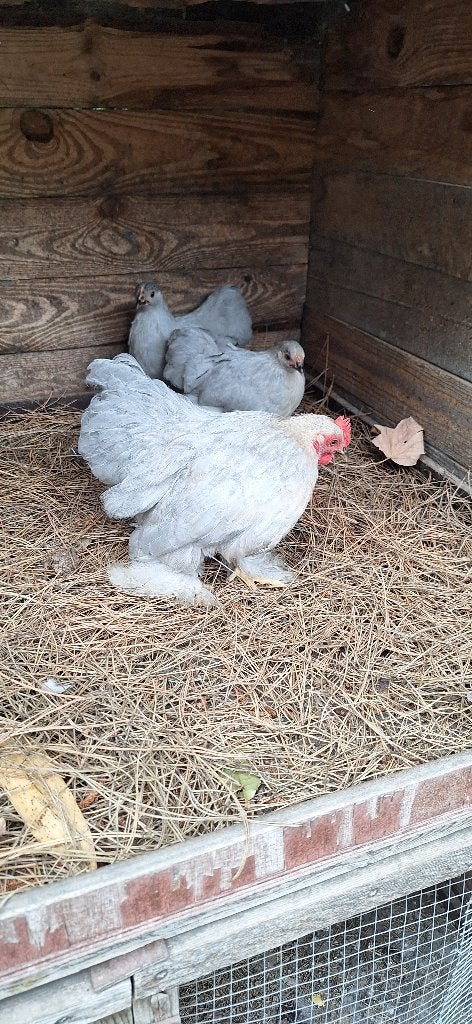 cochin kuikens, Dieren en Toebehoren