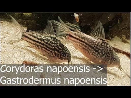 Corydoras napoensis, Animaux & Accessoires