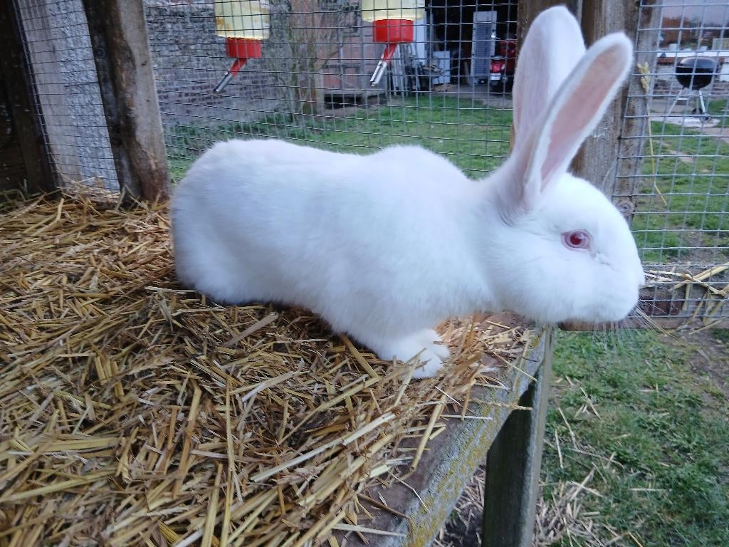 Konijntjes, Dieren en Toebehoren