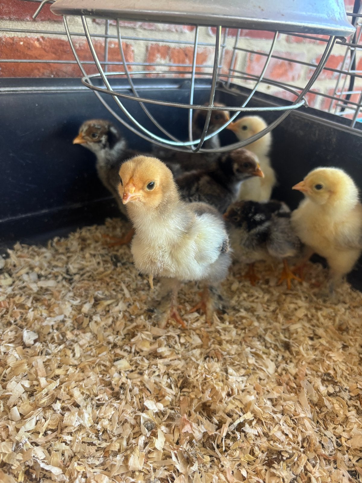 Brahma kuikens, Femelle, Poule ou poulet
