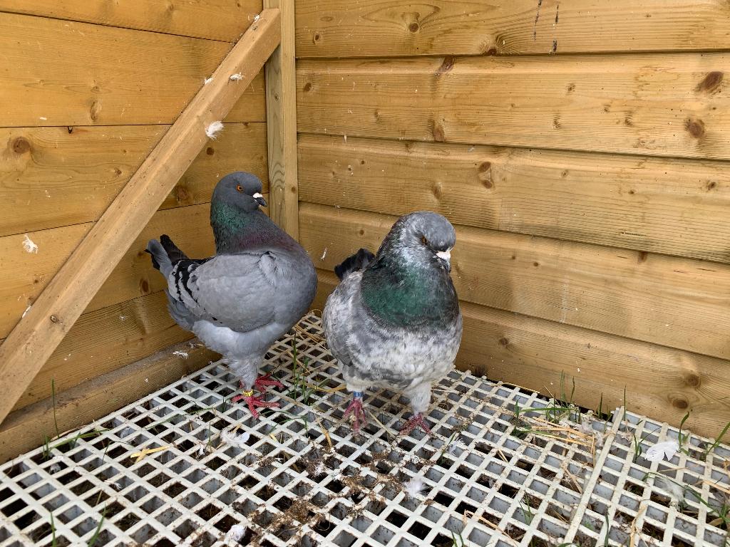 Schitterend koppel king duiven, Dieren en Toebehoren, Vogels | Duiven, Meerdere dieren, Overige soorten