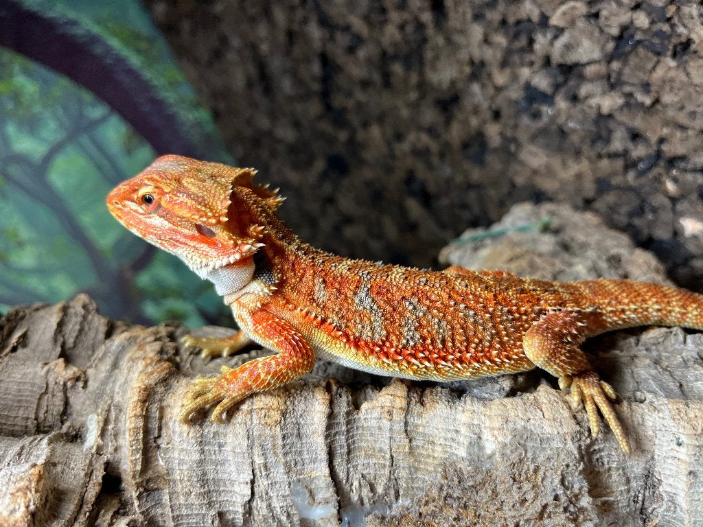 Pogona vitticeps donkerrood/rood monster, Dieren en Toebehoren, Reptielen en Amfibieën, Hagedis, 0 tot 2 jaar