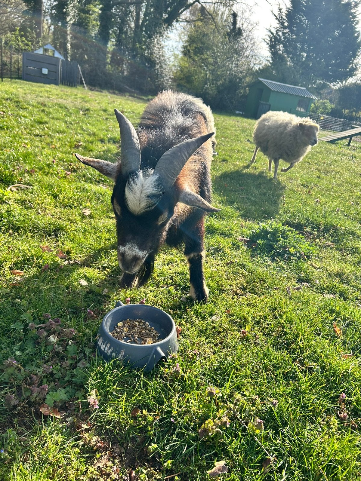 Geit (bok), Dieren en Toebehoren, Geit