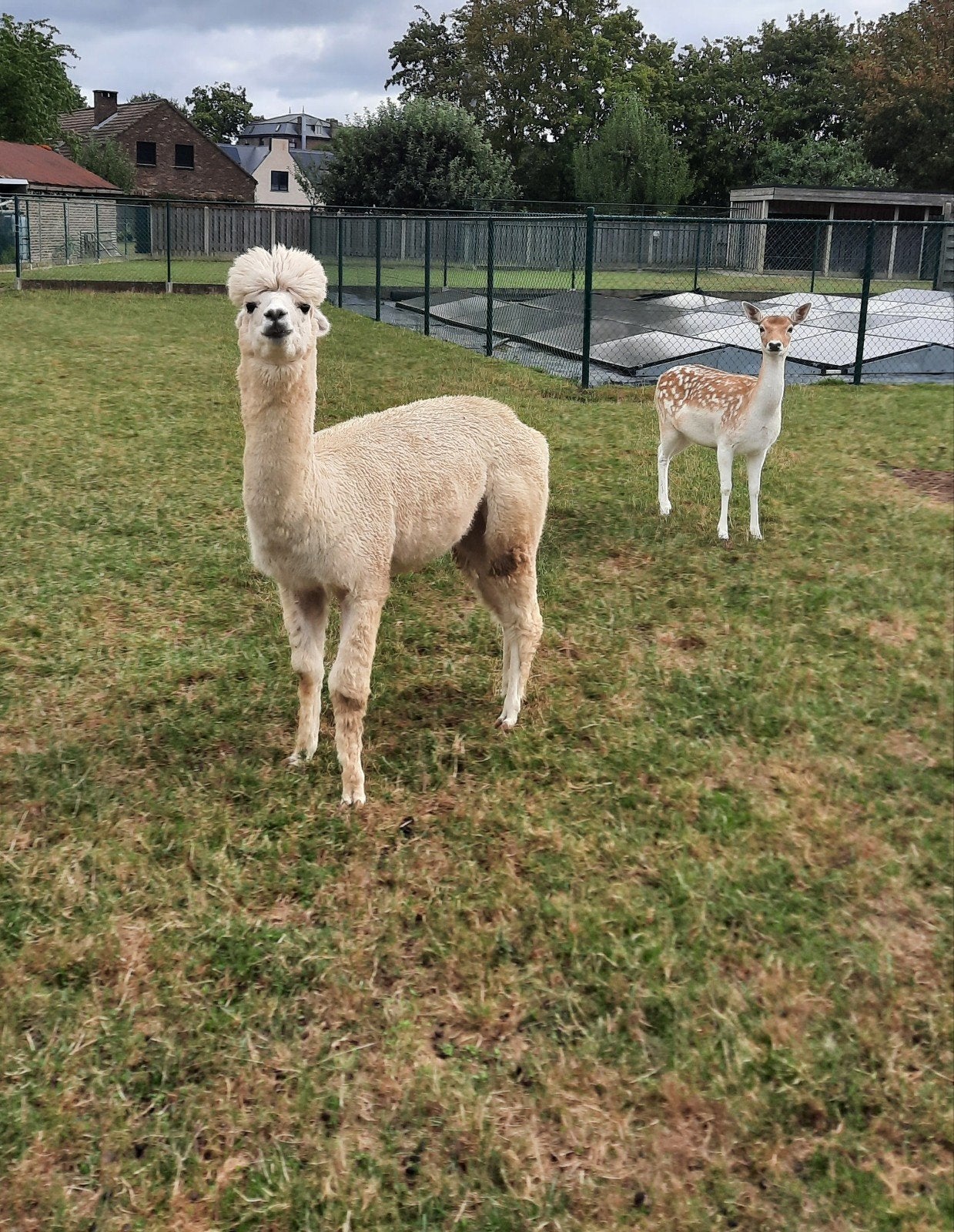 Étalon en alpaga, Animaux & Accessoires, Étalon, Vermifugé, 3 à 6 ans