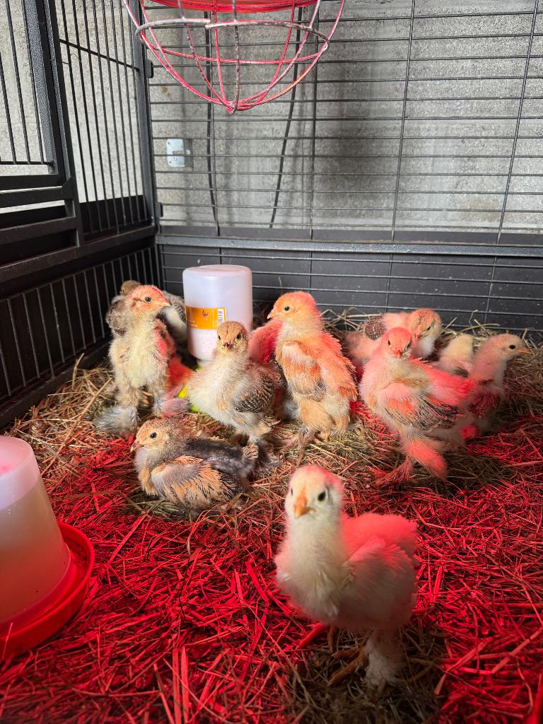 Broedeieren brahma, Geslacht onbekend, Kip