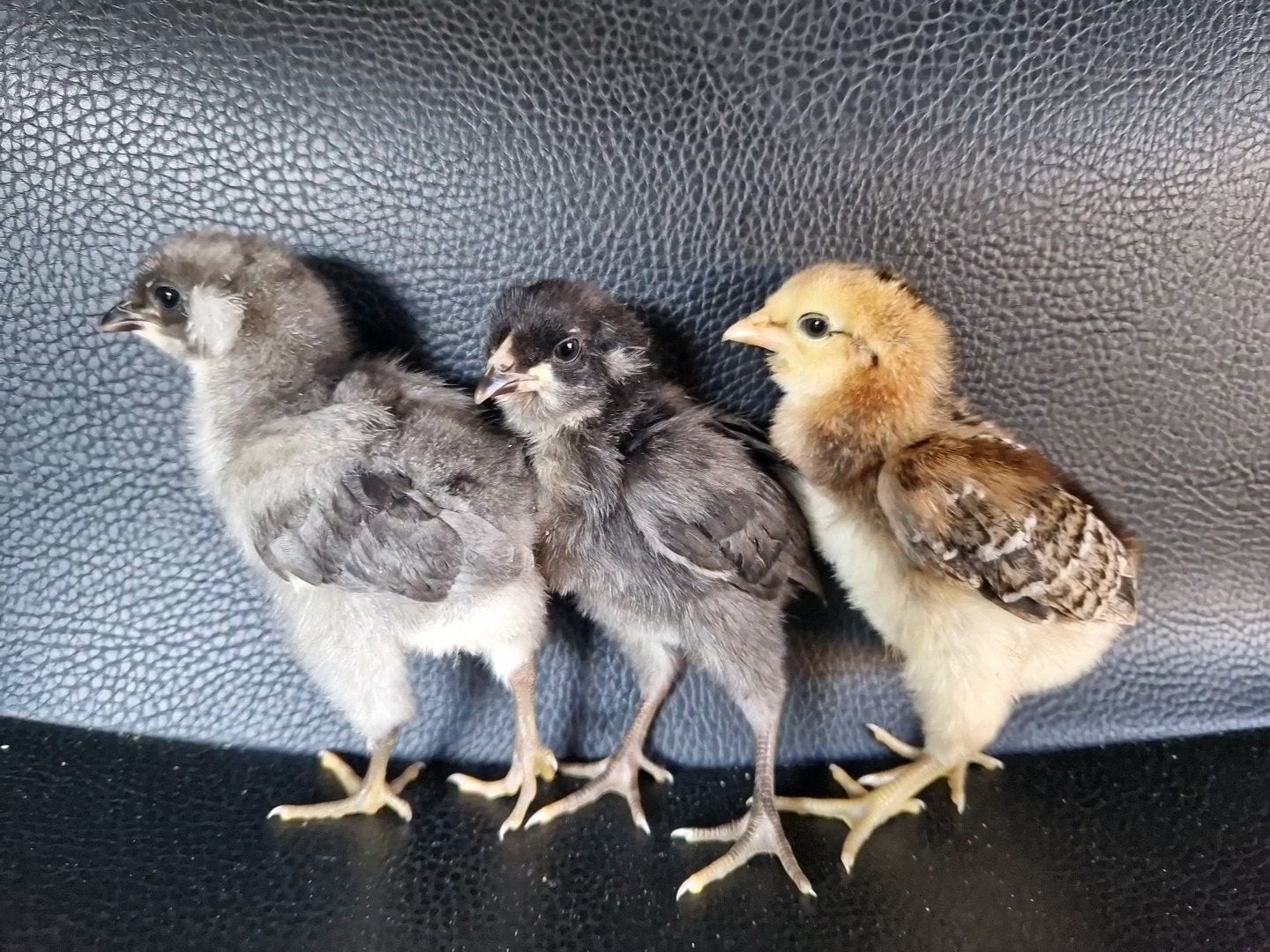 Araucana kuikentjes