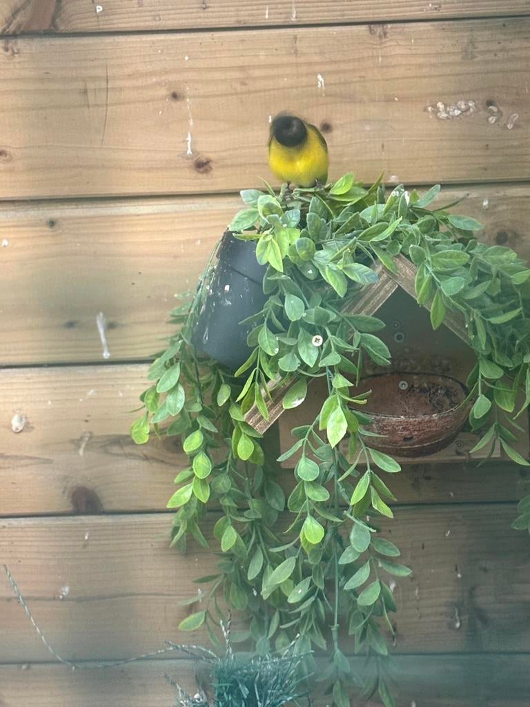 Koppel zwartkopsijzen, Dieren en Toebehoren