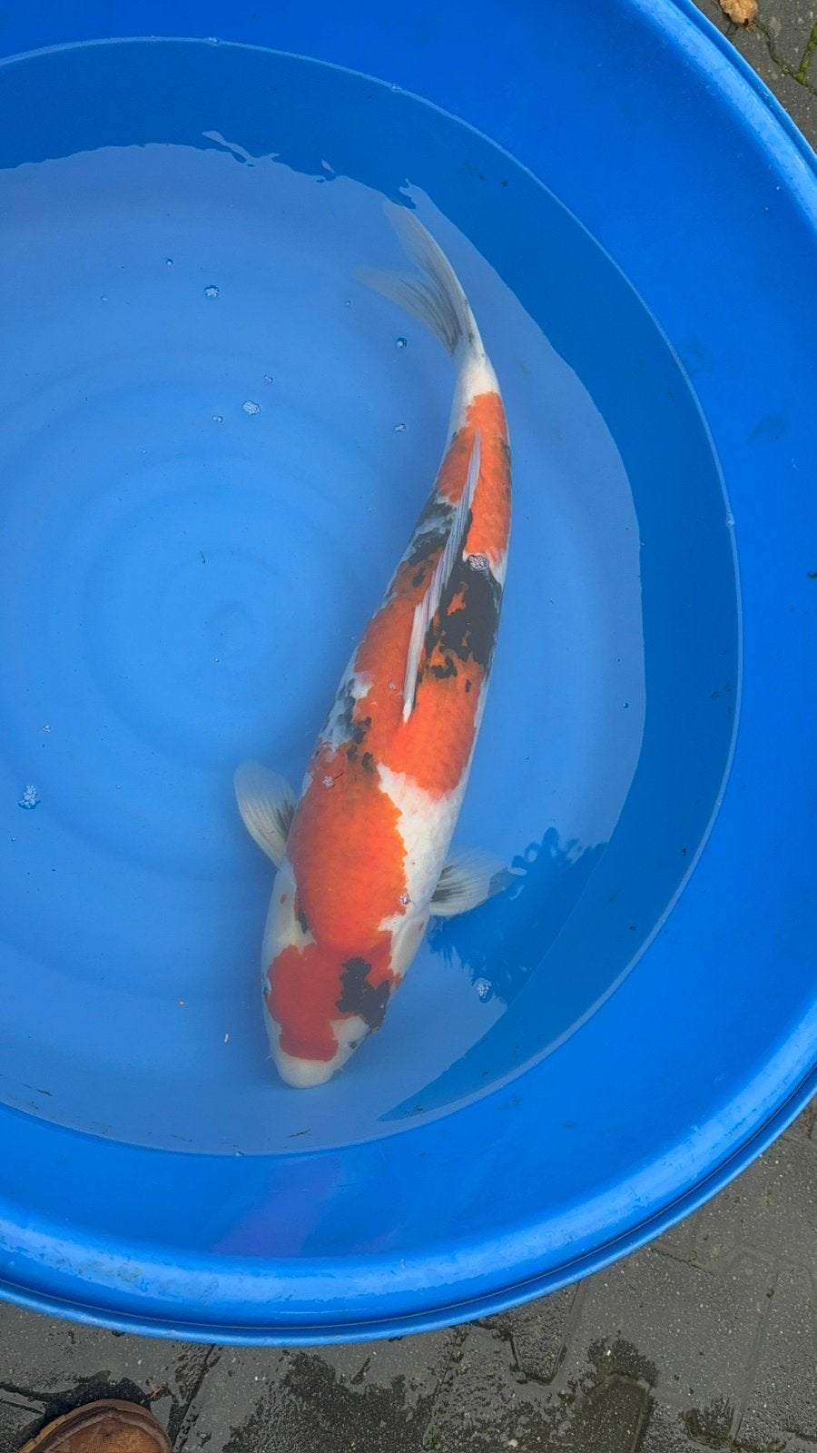 te koop showa momotaro, Dieren en Toebehoren