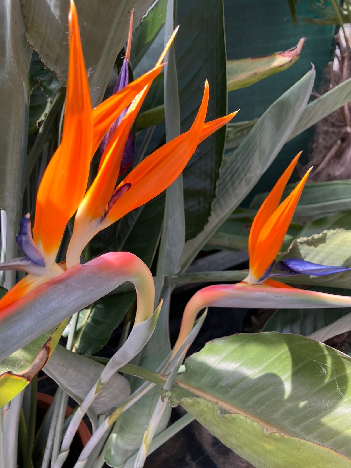 Paradijsbloemplant/Strelitzia Reginae, Vaste plant, Halfschaduw, Zomer, Ophalen