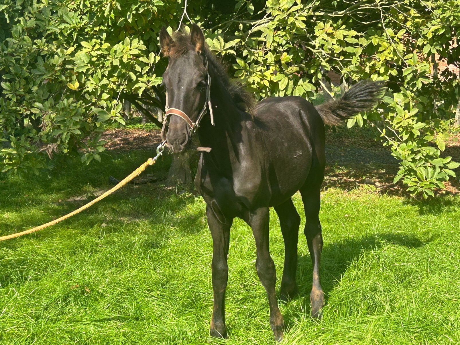 Fries hengstveulen, Dieren en Toebehoren