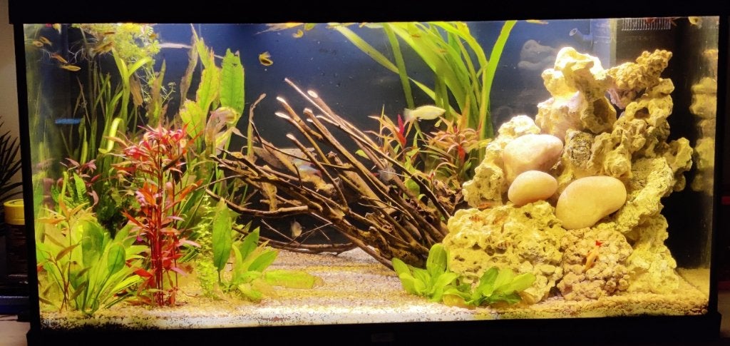 Aquarium, Ophalen, Gebruikt, Gevuld zoetwateraquarium, Juwel