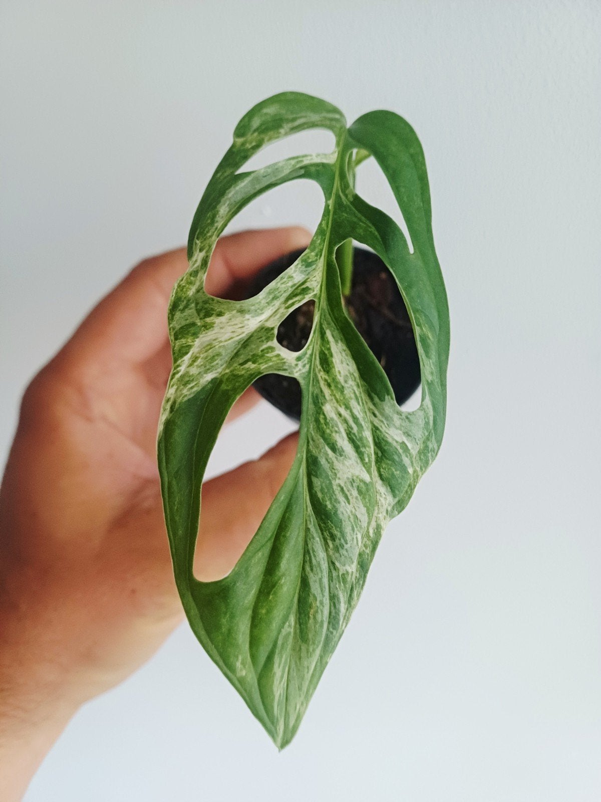Monstera Adansonii Indonesian Marble, Maison & Meubles, Plantes d'intérieur, Autres espèces, Moins de 100 cm, Plante verte, Ombre partielle