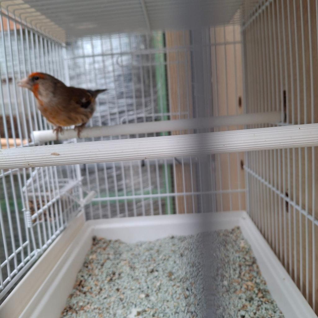 Mooie kruising distelvink  kanarie, Dieren en Toebehoren, Vogels | Overige Vogels