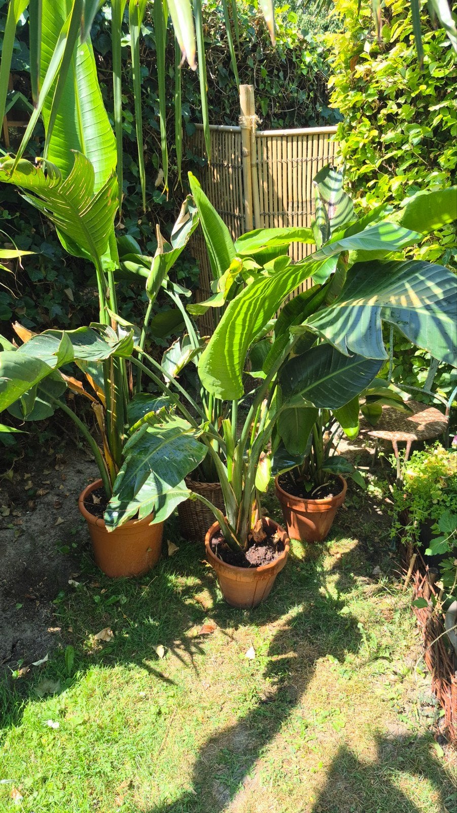 4 exotische STRELIZIA NICOLAI planten, Ophalen