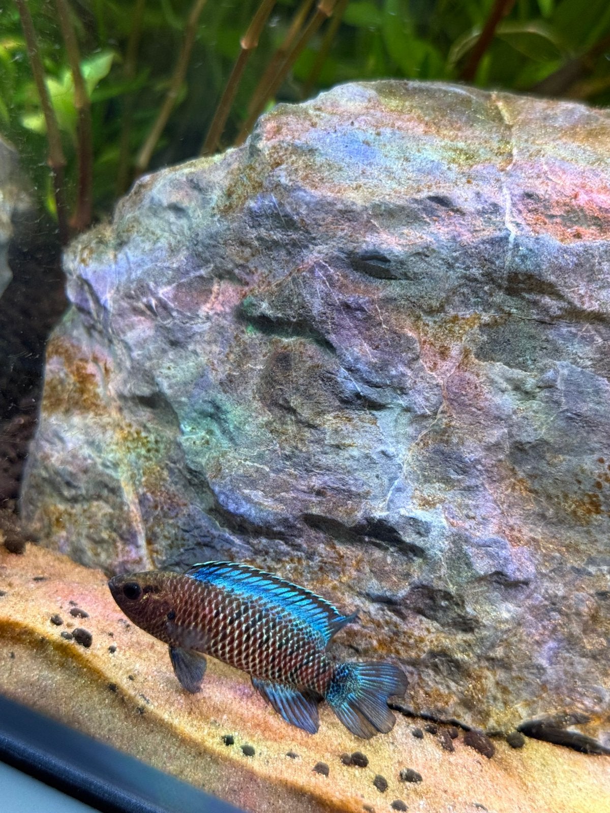 Poisson badis bleu, Animaux & Accessoires, Poisson