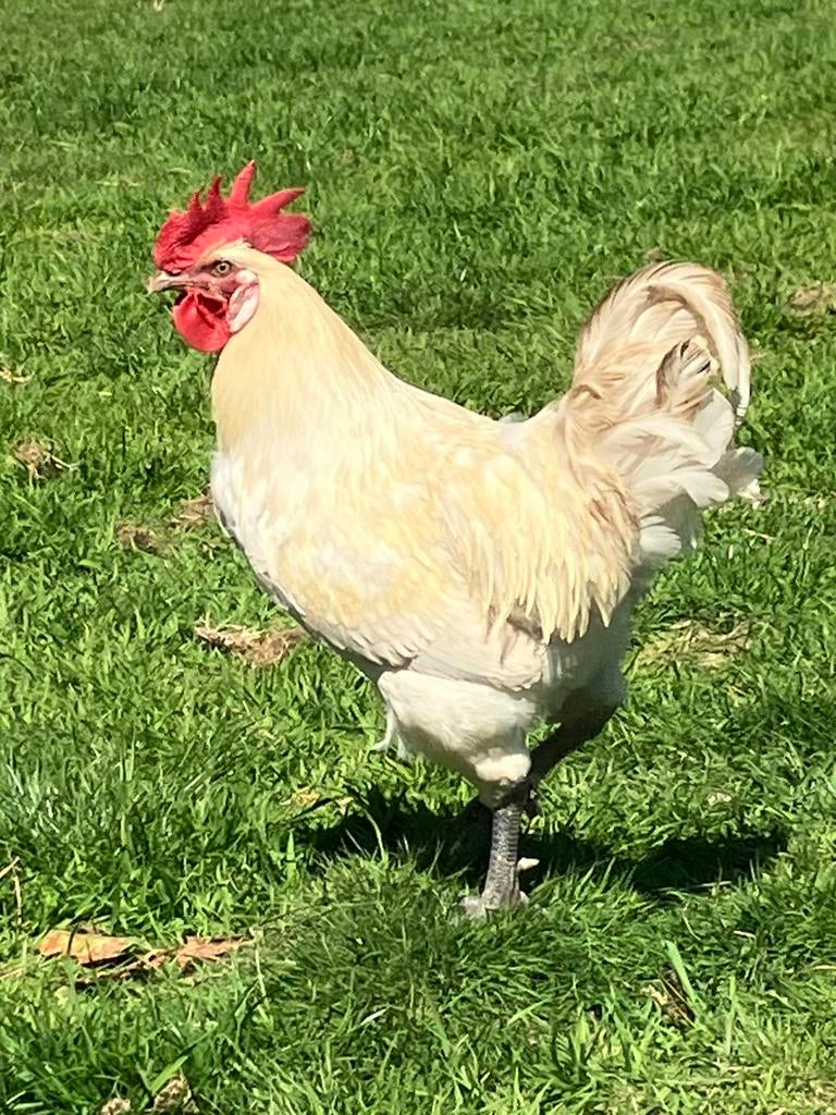 Haan Poule de bresse, Dieren en Toebehoren, Mannelijk, Kip