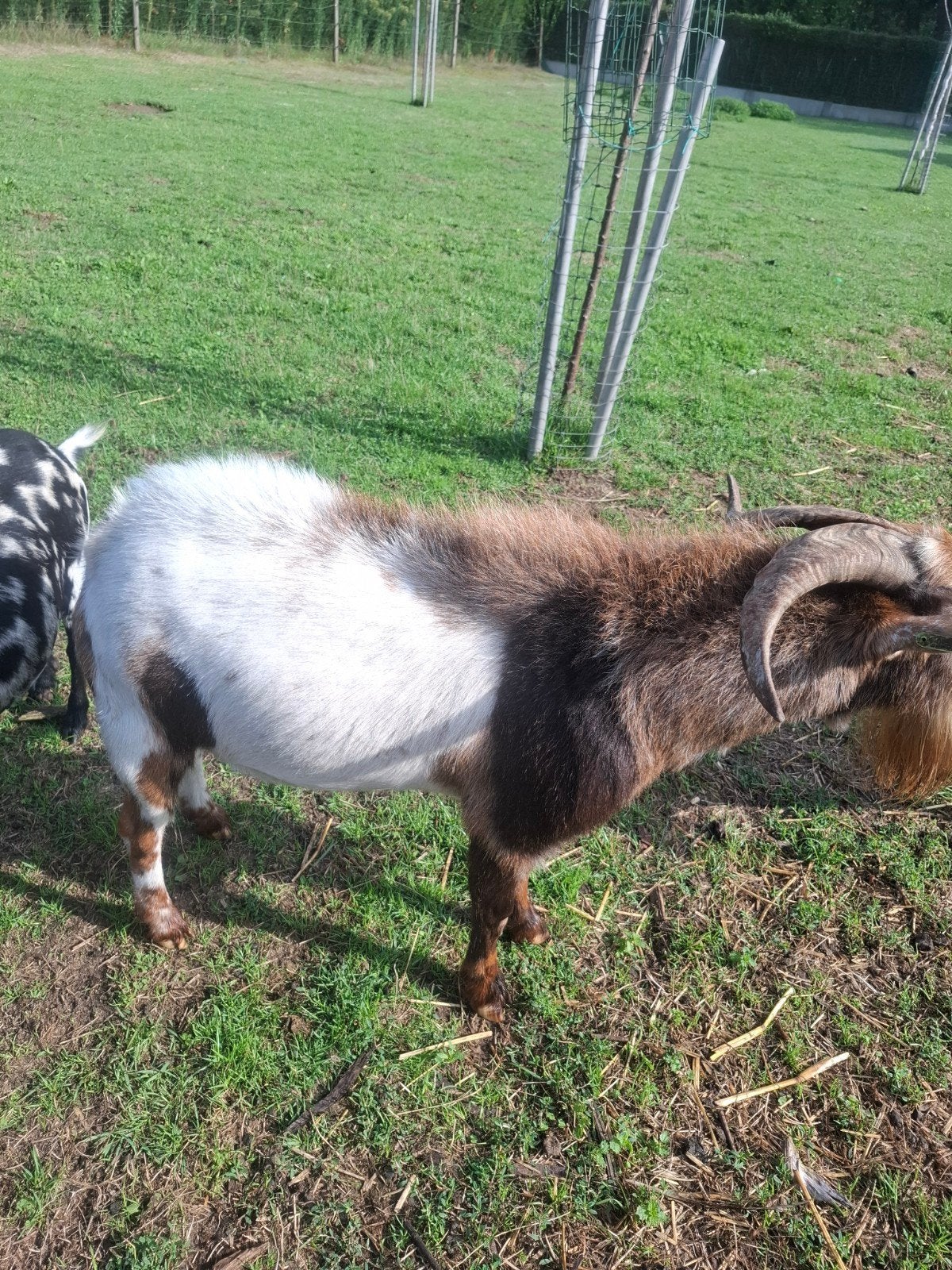 maanvelk bok, Dieren en Toebehoren