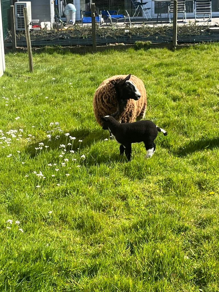 Zwartbles ooi en ooilammetje, Dieren en Toebehoren