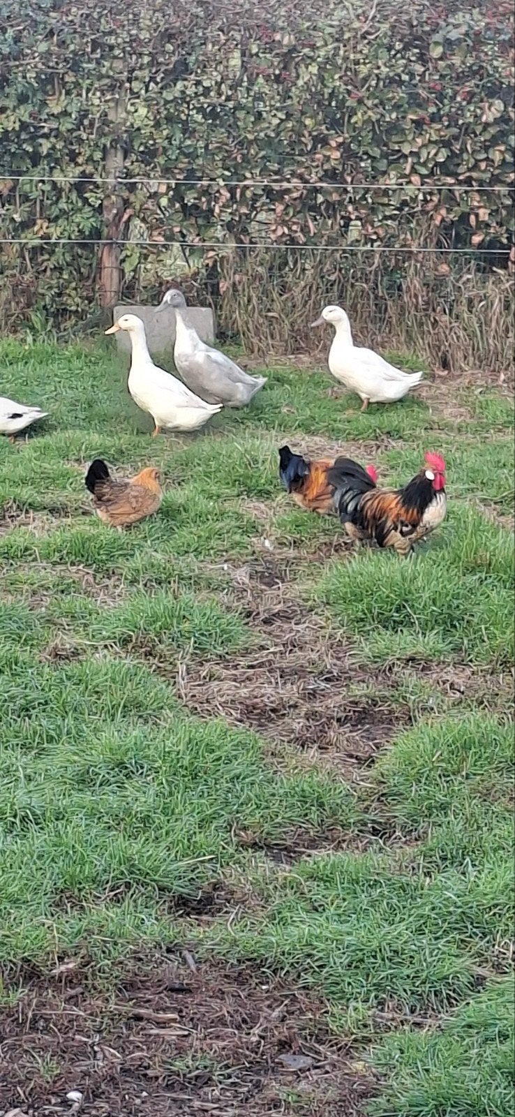 bassette, Dieren en Toebehoren
